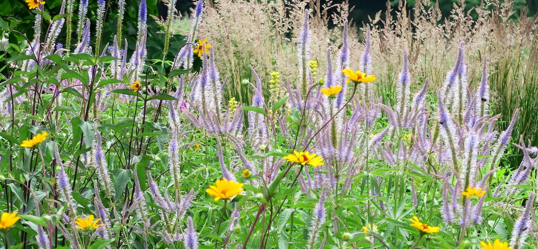 Staudengarten mit Veronicastrum Ehrenpreis