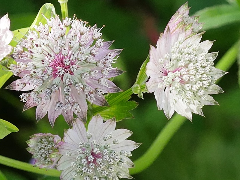 Staude Astrantia rubra - Sterndolde