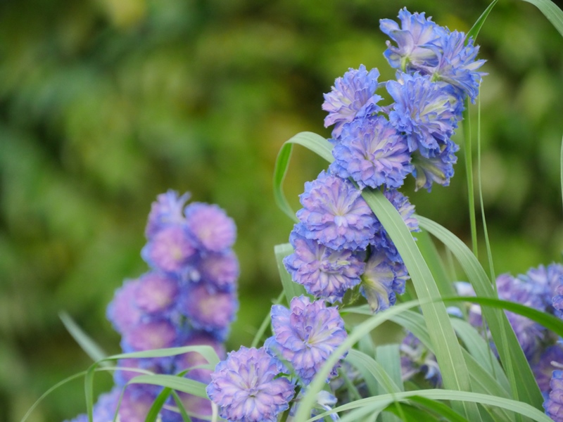 Staude Delphinium - gefüllter Rittersporn